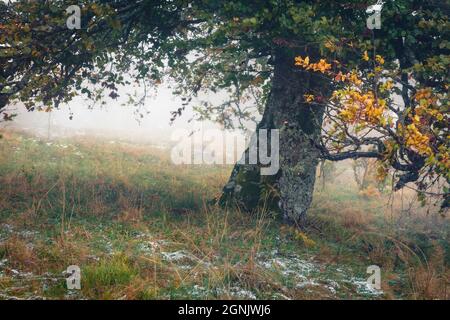 Erster Schnee im Bergwald. Neblige Morgenszene im Bergtal. Faszinierende Herbstlandschaft. Schönheit der Natur Konzept Hintergrund. Stockfoto