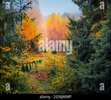 Mystische Herbstansicht des Bergwaldes. Erstaunliche Morgenszene von Karpaten-Wald. Neblige Outdoor-Szene des Bergtals. Schönheit der Natur concep Stockfoto