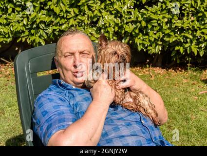 Reifer Mann mit Yorkshire Terrier Hund an einem heißen Tag im Garten. Stockfoto