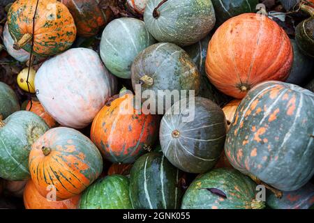 Herbst bunte Kürbisse für Halloween. Draufsicht Stockfoto