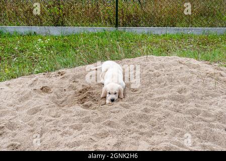 Ein männlicher Golden Retriever Welpe liegt auf einem Sandhaufen im Hinterhof. Stockfoto