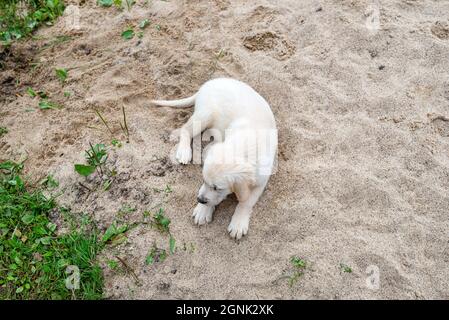 Ein männlicher Golden Retriever Welpe liegt auf einem Sandhaufen im Hinterhof. Stockfoto