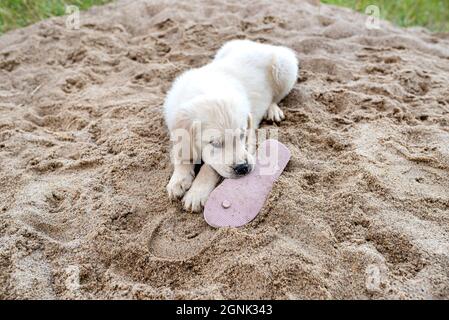 Ein männlicher Goldener Retriever-Welpe beißt Frauen-Flip-Flops auf einem Sandhaufen im Hof. Stockfoto