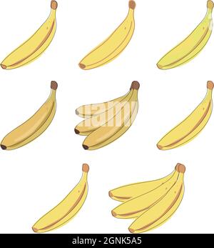 Vektorbanane. Trauben von frischen Bananenfrüchten isoliert auf weißem Hintergrund, Sammlung von Vektor-Illustrationen. Stock Vektor