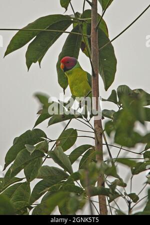 Pflaumenkopfsittich (Psittacula cyanocephala), erwachsenes Männchen, das im Baum Madhya Pradesh, Indien, thront November Stockfoto