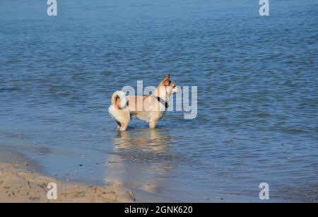 Ein süßer Chihuahua Hund im Halsband steht am Meer und blickt in die Ferne Stockfoto