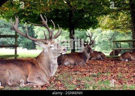 Hirsch In Ruhe Stockfoto