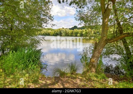 Elsecar Park Lake and Nature Reserve, Barnsley, England Stockfoto