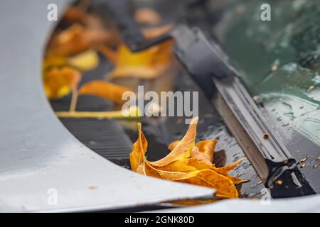 Emotional trauriger Blick auf gelbe, trockene Herbstblätter, die von Bäumen fallen, die auf der Motorhaube des Autos neben den Wischerblättern unter der Windschutzscheibe liegen Stockfoto