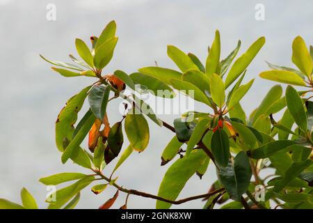 Pacific Madrone Leaves, Salt Creek Recreation Area, Strait of Juan de Fuca Scenic Byway, Clallam County, Washington Stockfoto