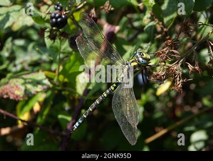 Southern Hawker Libelle auf Brombeere Stockfoto