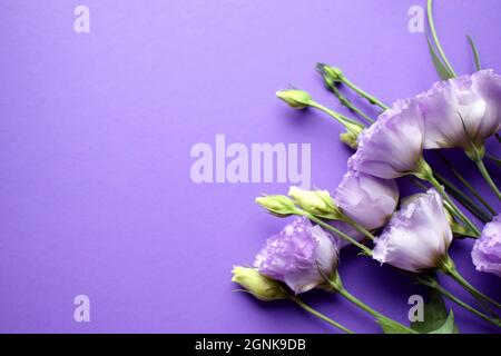 Schöne violette eustoma Blüten (lisianthus) in voller Blüte mit Knospenblättern. Blumenstrauß auf violettem Hintergrund. Speicherplatz kopieren Stockfoto