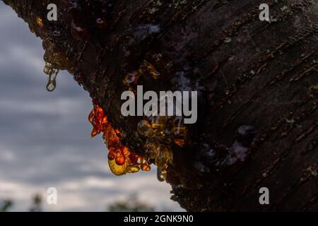 baumsaft frisch auf dem Apfelbaum, leuchtender Bernstein / Baumharz frisch am Apfelbaum, leuchtender Bernstein Stockfoto