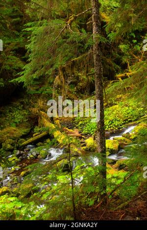 Tunnel Creek entlang des Tunnel Creek Trail, Buckhorn Wilderness, Olympic National Forest, Washington Stockfoto