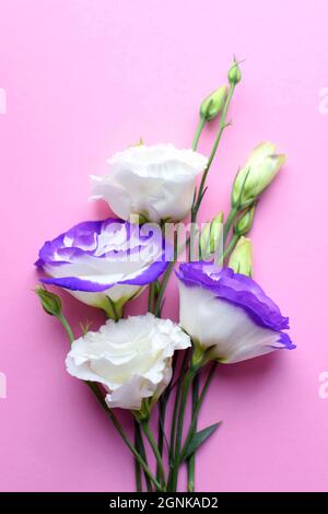 Schöne weiß-lila eustoma (lisianthus) blüht in voller Blüte mit grünen Blättern. Blumenstrauß auf rosa Hintergrund Stockfoto