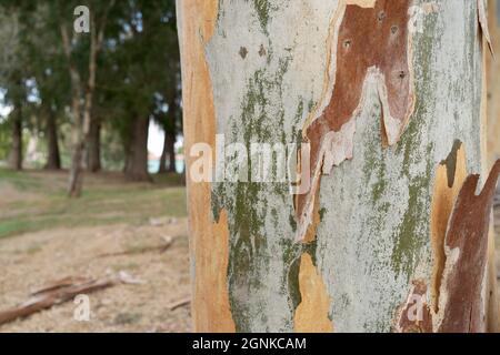 Textur des reifen Eukalyptusstammes Stockfoto