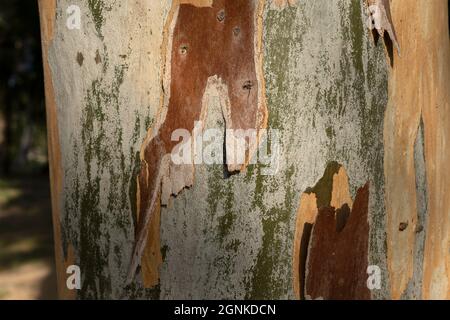 Textur des reifen Eukalyptusstammes Stockfoto