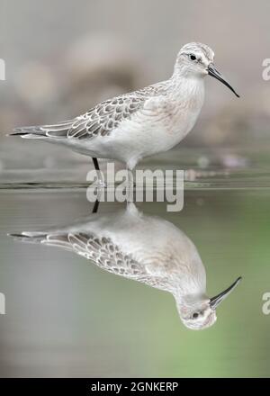 Am Spiegel, Kunstporträt des Curlew-Sandpiper (Calidris ferruginea) Stockfoto