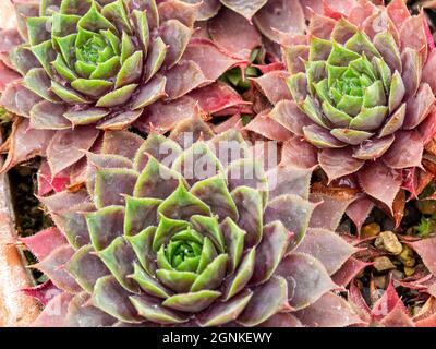 Hühner und Küken Sukulente Pflanze, Sempervivum Twilight Blues Stockfoto