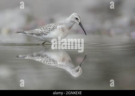 Am Spiegel, Kunstporträt des Curlew-Sandpiper (Calidris ferruginea) Stockfoto