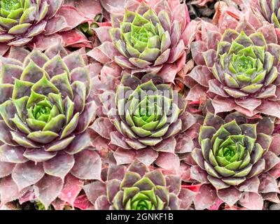 Hühner und Küken Sukulente Pflanze, Sempervivum Twilight Blues Stockfoto