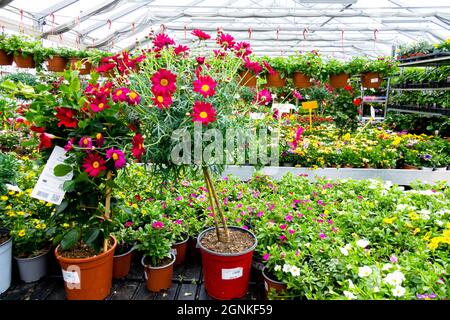 Blumen in Töpfen zum Verkauf Gartencenter Pflanzen Argyranthemum frutescens im Topf Stockfoto