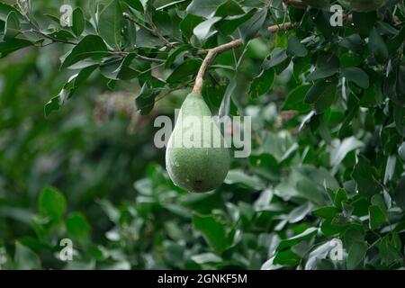 Bael oder Stone Fruit, Aegle marmelos, Satara, Maharashtra, Indien. Sie stammt aus dem indischen Subkontinent und Südostasien Stockfoto