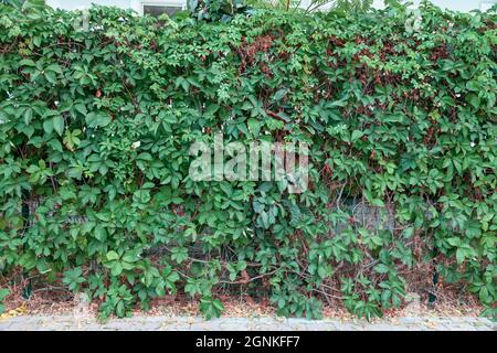 Hainbuche grüne Hecke im Frühjahr üppige Blätter lassen leichte Stämme und größere Äste sehen natürliche Trennung des Gartens von der Umgebung Stockfoto