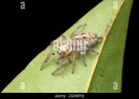 Hyllus semicupreus, der schwergewichtige Pullover. Heimisch in Indien und Sri Lankafemale, Satara, Maharashtra, Indien Stockfoto