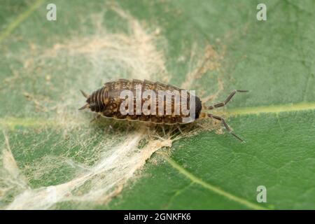 Woodlouse ist ein Krustentier aus der monophyletischen Unterordnung Oniscidea innerhalb der Isopoden, Satara, Maharashtra, Indien Stockfoto