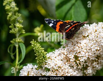 Roter Admiral-Schmetterling auf einer weißen Buddleia-Blume Stockfoto