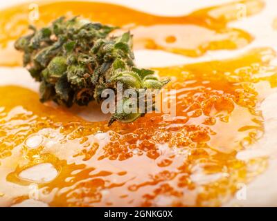 Konzentriere goldenes Harzwachs und trockene grüne Cannabisknospen mit hohem thc-Gehalt aus der Nähe. Stockfoto