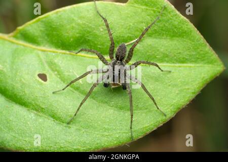 Trichter Netz Wolf Spinne, Lycosa-Arten, Satara, Maharashtra, Indien Stockfoto