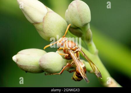 Soziale Wespe, Vespula germanica, Satara, Maharashtra, Indien Stockfoto