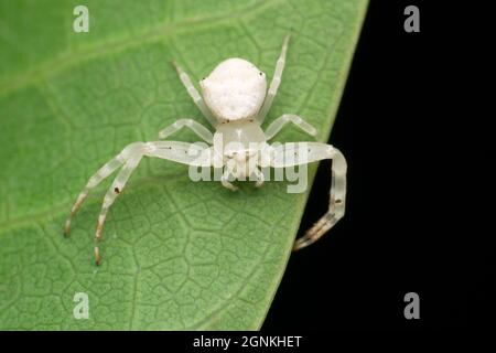 Weiße Krabbenspinne, Thomisus spectabilis, Satara, Maharashtra, Indien Stockfoto