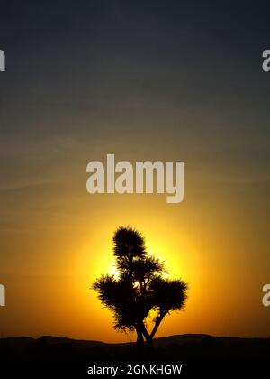 Babool Baum, bekannt als Gummi arabischer Baum, babul, Dorn Mimosa, Vachellia nilotica, Satara, Maharashra, Indien Stockfoto