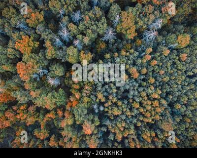 Luftaufnahme senkrecht hinunter zum Wald und den Bäumen. Die Bäume sind in Herbstfarben, eine goldene Uhr, fotografiert von einer Drohne. Mischwald. Stockfoto