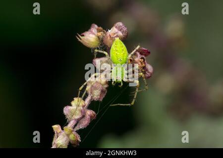 Grüne Luchsspinne, Oxyops-Arten, Satara, Maharashtra, Indien Stockfoto