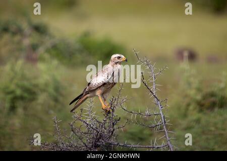 Bussard mit weißen Augen, Butastur teesa, Satara, Maharashtra, Indien Stockfoto