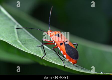 Nahaufnahme eines Wattestäckers (Dysdercus sp), der auf einem grünen Blatt steht. Stockfoto