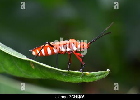 Nahaufnahme eines Wattestäckers (Dysdercus sp), der auf einem grünen Blatt steht. Stockfoto