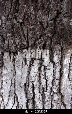 Die Rinde eines alten Baumes. Die Hälfte der Rinde ist schwarz und die Hälfte weiß gefärbt. Vertikale Holzstruktur. Stockfoto