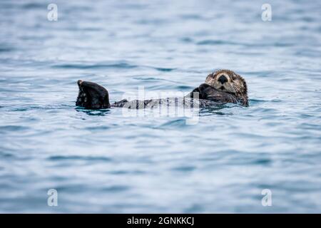 Flussotter (Lontra canadensis) schwimmt im Winter auf dem Rücken in Homer, Alaska Stockfoto