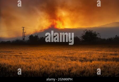 Ländliche Landschaft mit dramatischem Waldbrand in der Nacht und Weizenfeld im Vordergrund Stockfoto