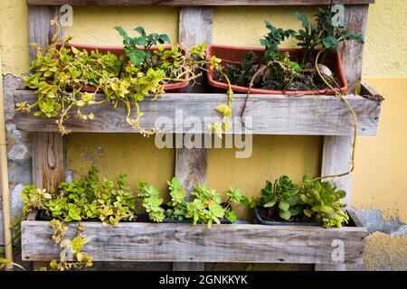 Töpfe mit Pflanzen in einem Holztopf aus einer alten Holzpalette Stockfoto