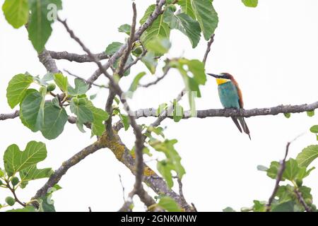 Europäischer Bienenfresser (Merops apiaster), der in einem Baum thront. Stockfoto