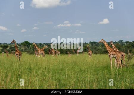 Nördliche Giraffe - Giraffa camelopardalis, niedliches Mitglied der African Big Five, Murchison Falls, Uganda. Stockfoto