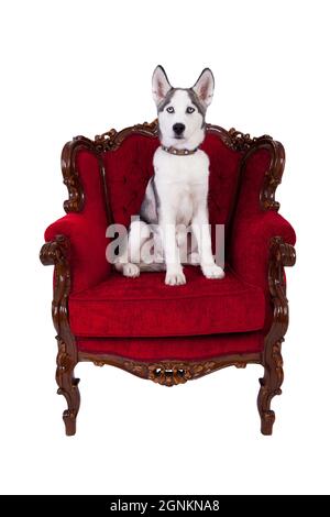 Husky Welpe auf einem alten Sessel Stockfoto