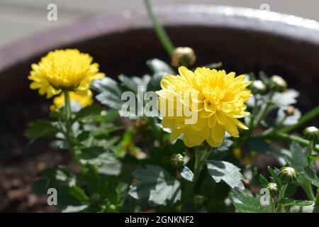 Herbstblühende Chrysantheme blüht Stockfoto