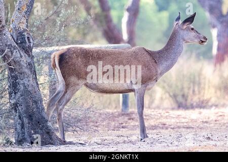 Weibchen wilder Rothirsche (Cervus elaphus) im Wald bei Sonnenuntergang im Herbst Stockfoto